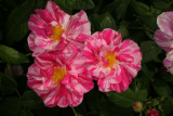 Rosa gallica 'Versicolor' RCP6-2013 243.JPG
